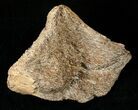 Partial Hadrosaurid Caudal Vertebrae (Tail Bone) #15275-2